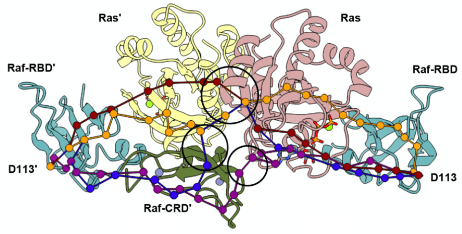 Crystal Structure Reveals the Full Ras–Raf Interface and Advances Mechanistic Understanding of Raf Activation